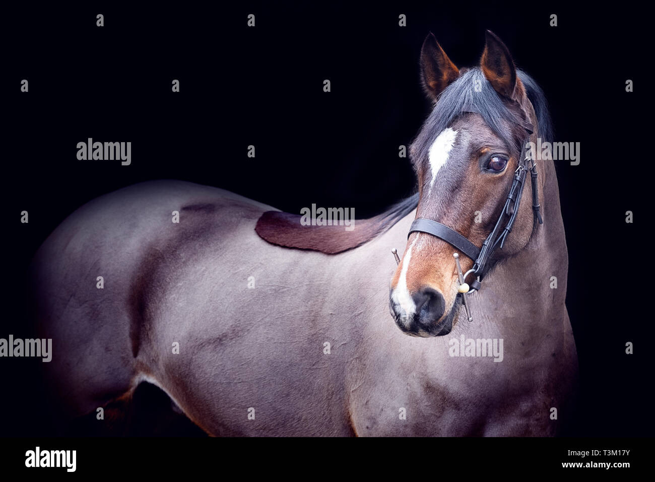 Horse portraits Stock Photo