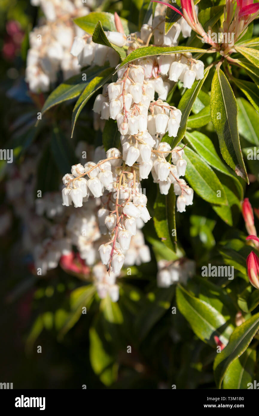 Bell-shaped white flowers of the shrub Pieris Japonica Forest Flame. Stock Photo