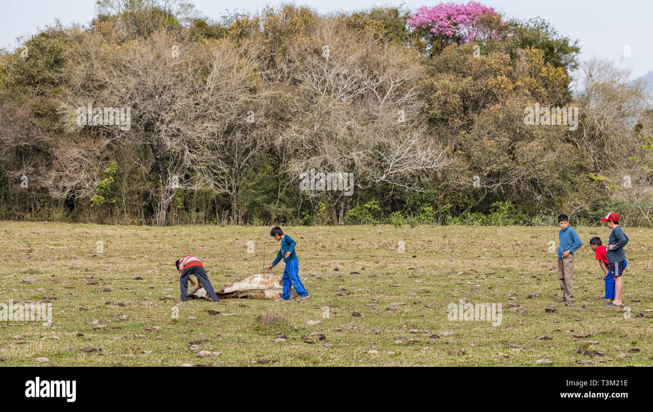 Colonia Independencia, Paraguay - August 15, 2018: Five little boys with a dead cow on a cow pasture in Paraguay. Stock Photo