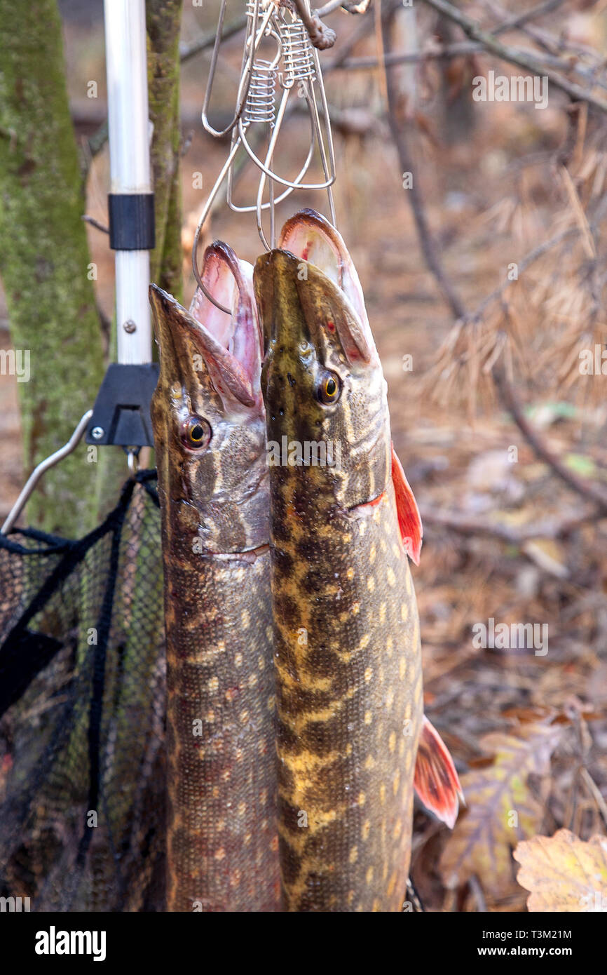 Northern pikes esox lucius hi-res stock photography and images - Page 3 -  Alamy