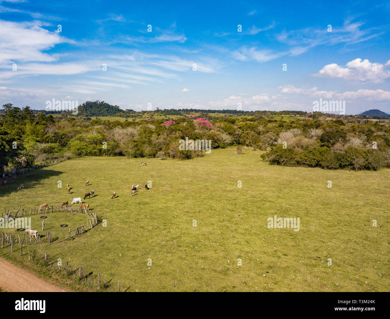 Aerial view of pasture with blooming lapacho trees in Paraguay. Stock Photo