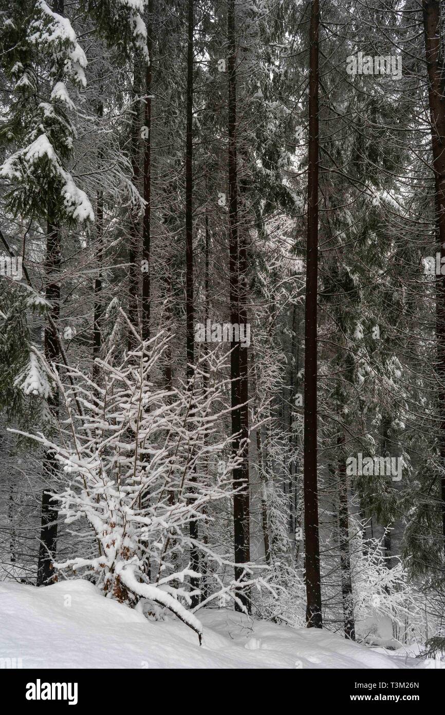 Frozen trees in a foggy and snowy winter day Stock Photo