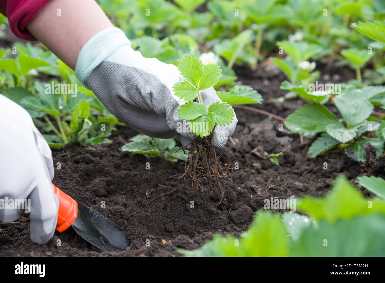 Tools for soil hi-res stock photography and images - Alamy