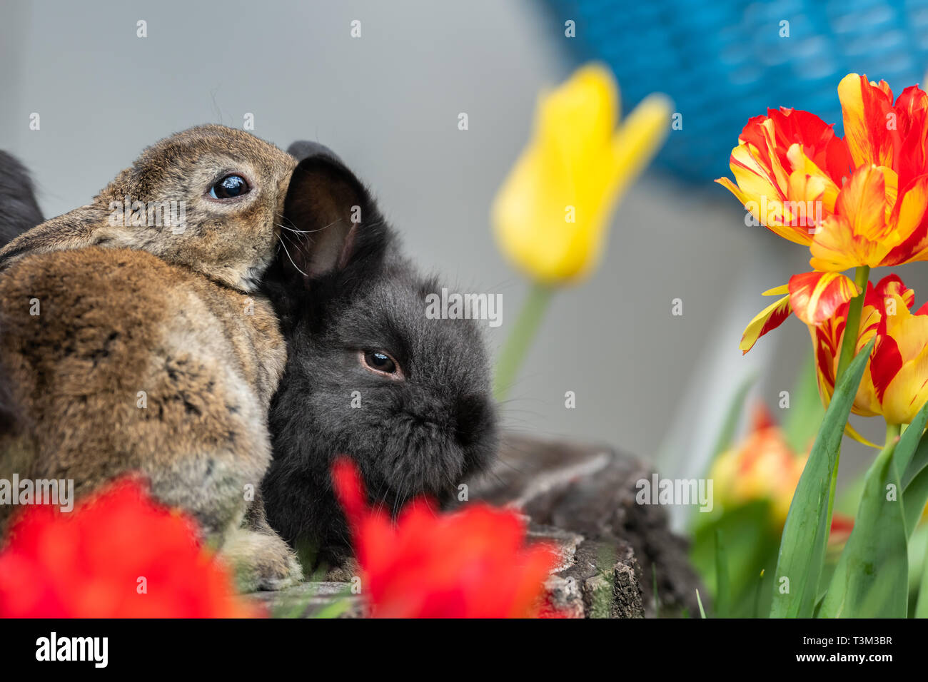 Rabbits on tree stump hi-res stock photography and images - Alamy