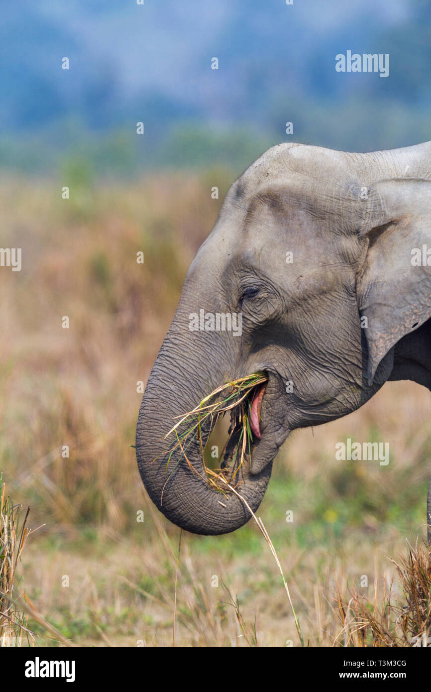 Snake Eating Elephant