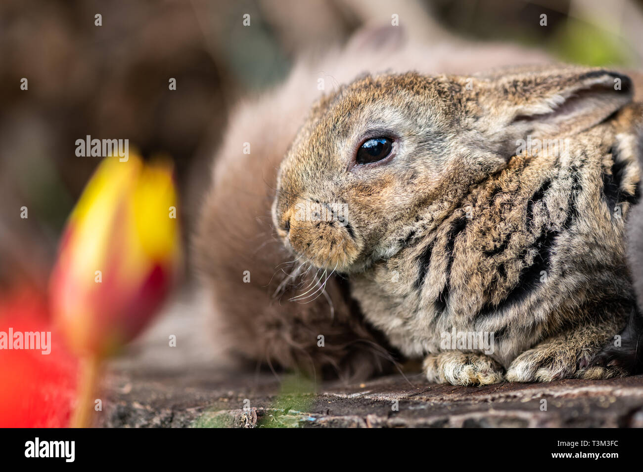 Rabbits on tree stump hi-res stock photography and images - Alamy