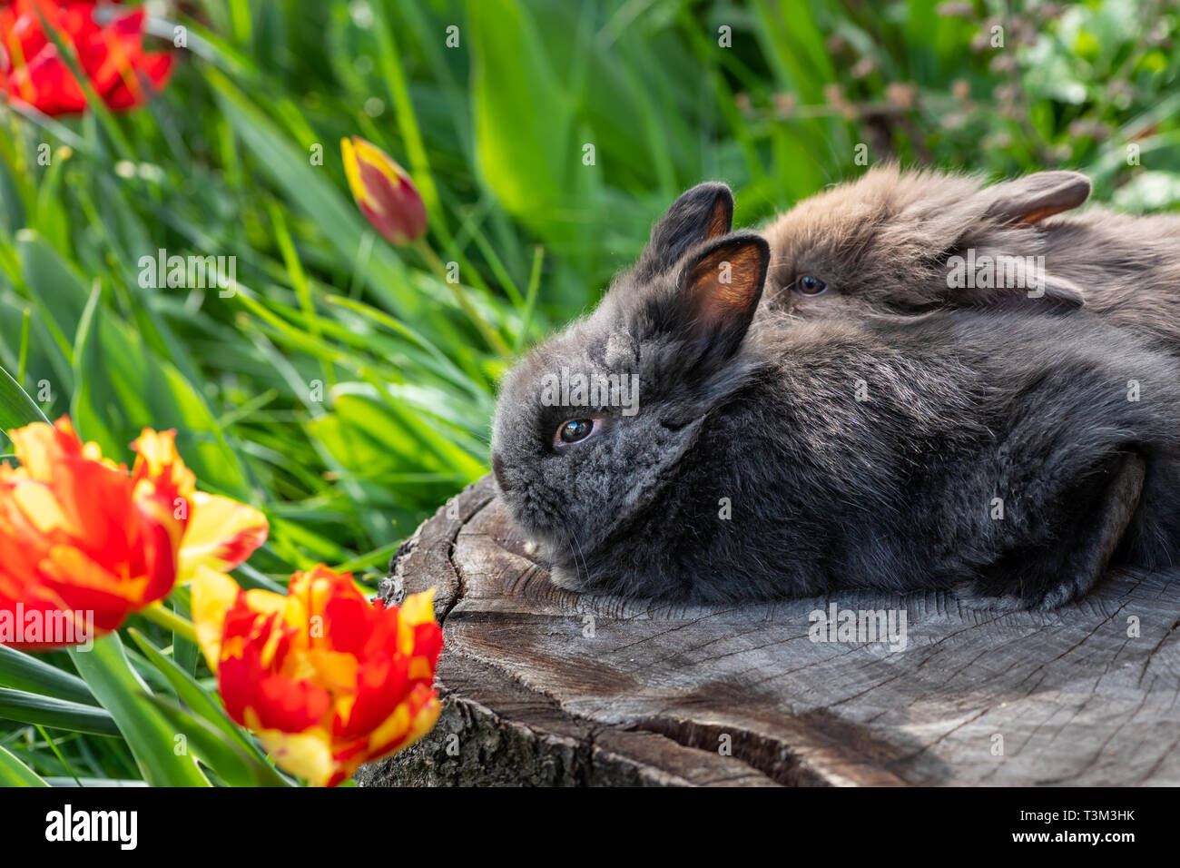 Rabbits on tree stump hi-res stock photography and images - Alamy