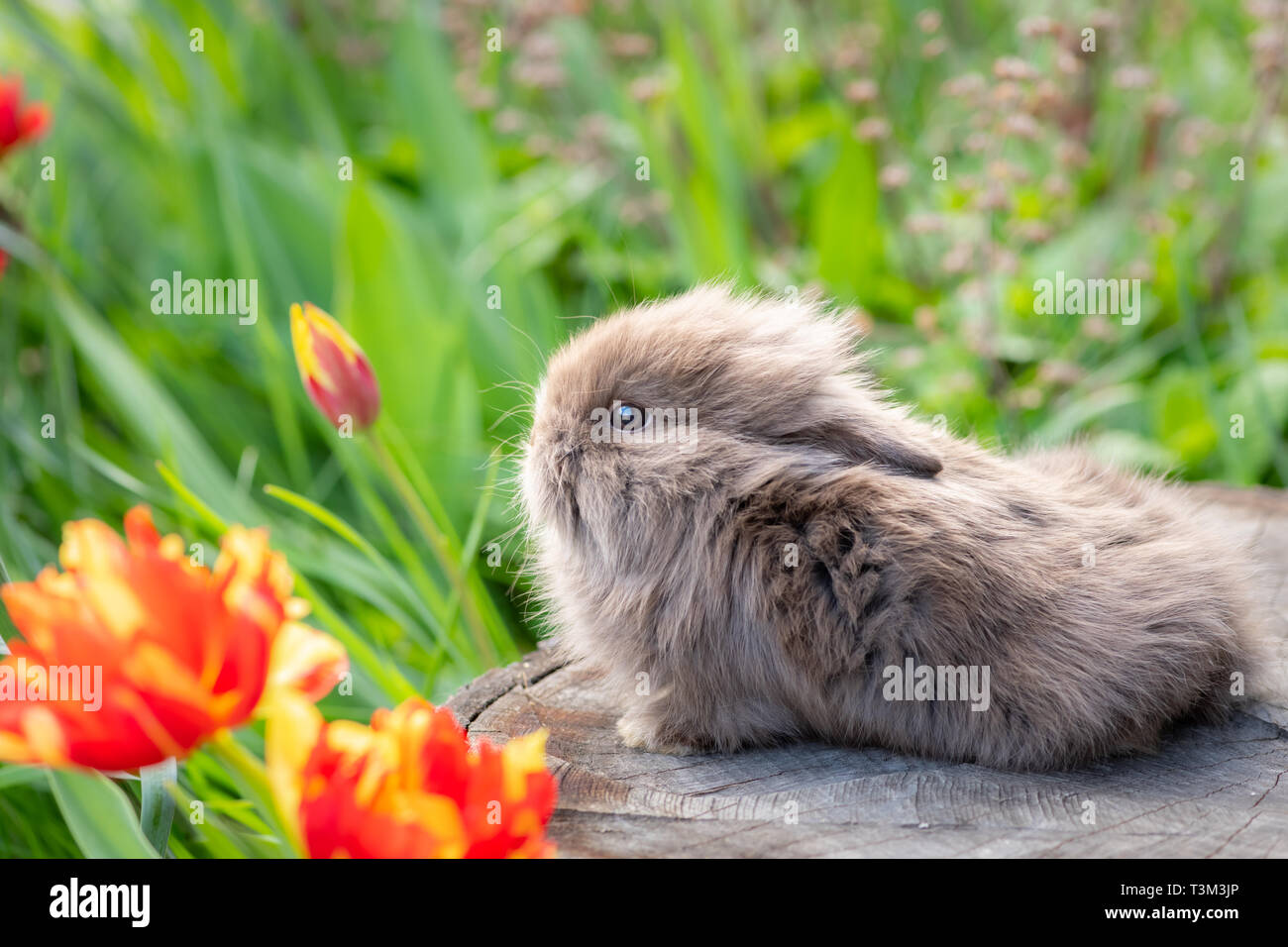 Tree Stump Rabbit Rabbits on tree stump hi-res stock photography and images - Alamy