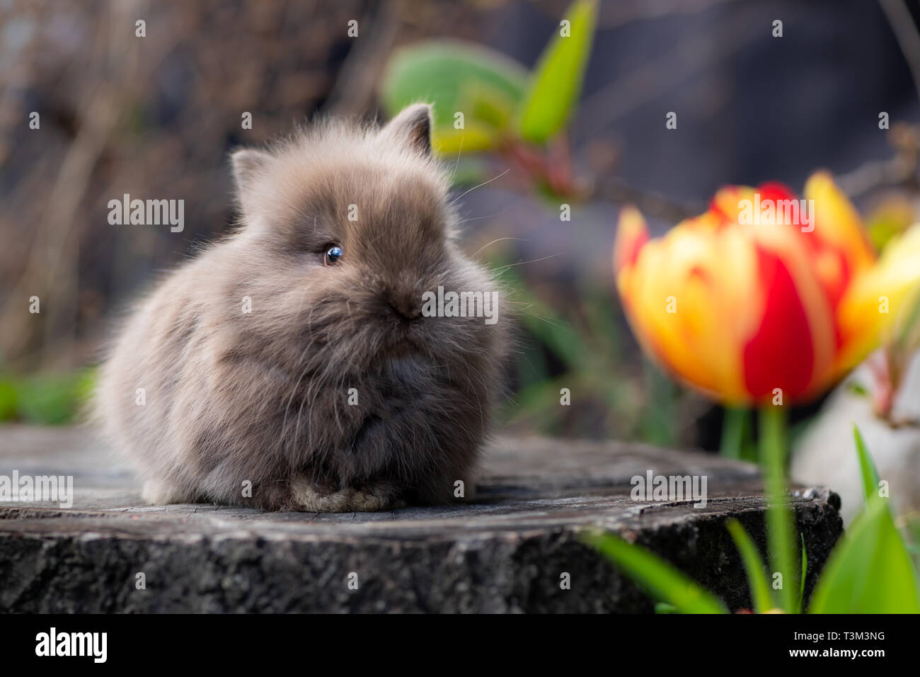Tree Stump Rabbit Rabbits on tree stump hi-res stock photography and images - Alamy