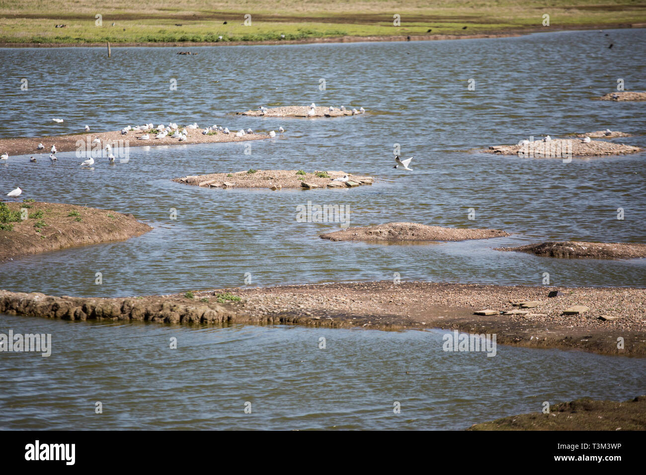 wildlife nature reserve in upton warren near Droitwich, Worcestershire Stock Photo Alamy