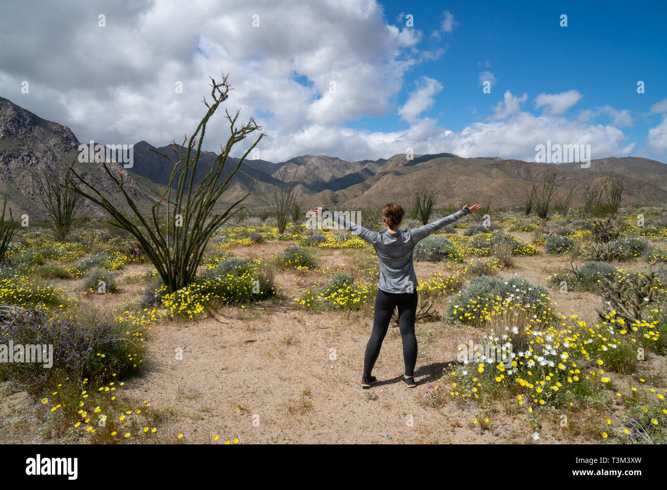 Discover wildflowers hi-res stock photography and images - Alamy