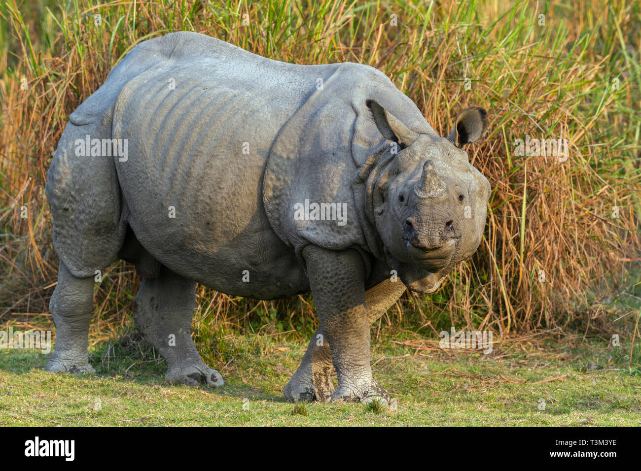 One Horned Indian Rhinoceros or Rhinoceros unicornis in Kaziranga national park Assam India Stock Photo