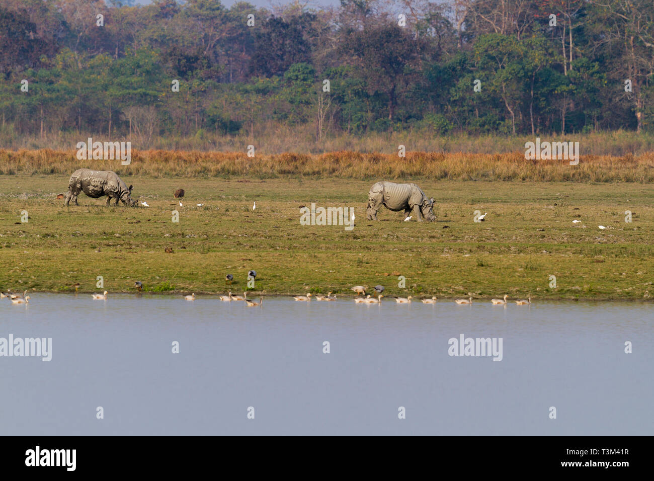 One Horned Indian Rhinoceros or Rhinoceros unicornis in Kaziranga national park Assam India Stock Photo