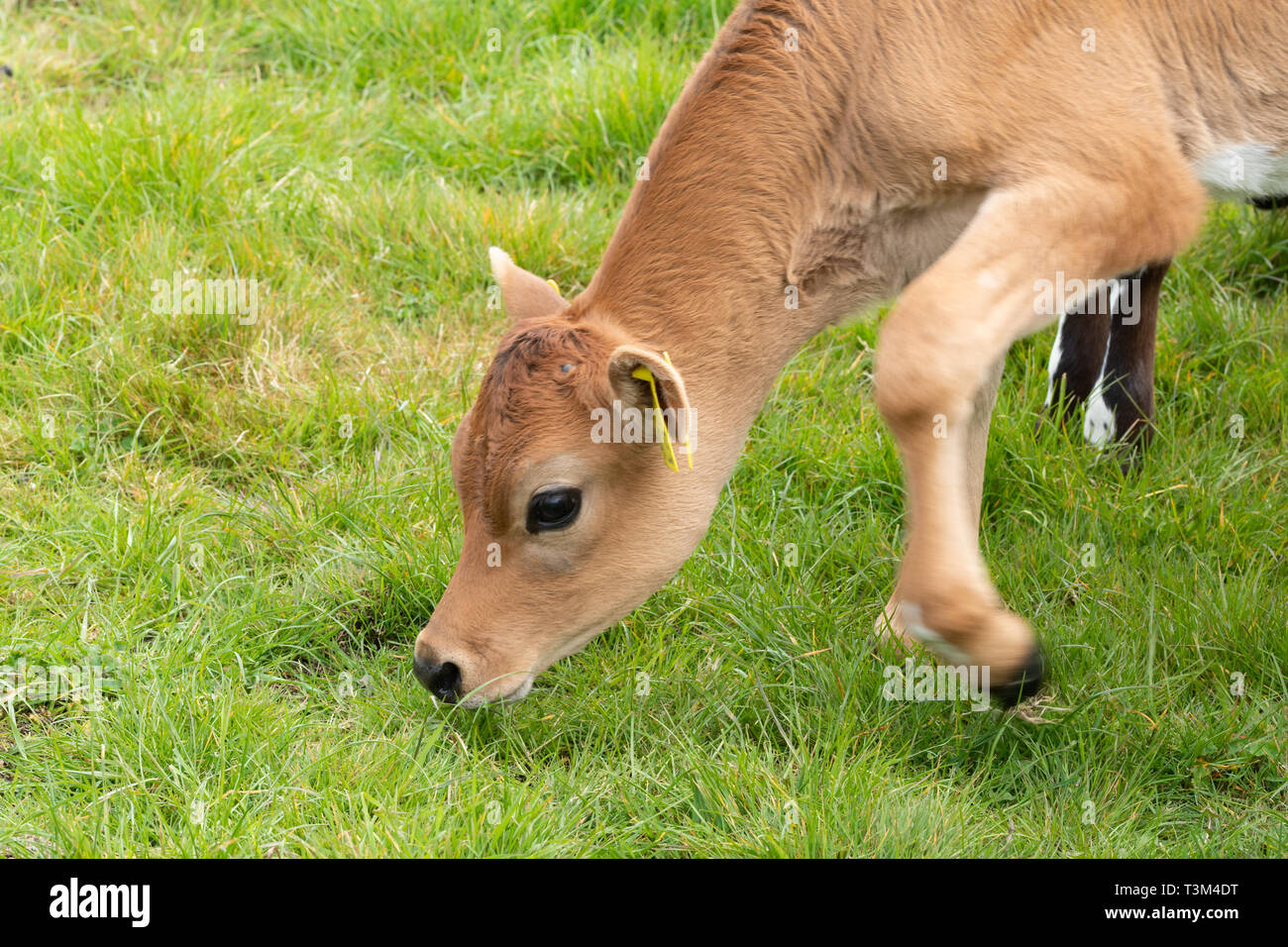 Young Jersey calf, cow, cattle, breed, in a field in West Sussex, UK