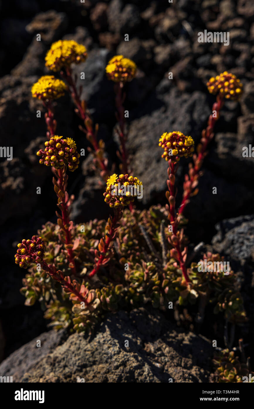 Aeonium spathulatum, flowering in spring on the volcanic soil near to Arguayo, Santiago del Teide, Tenerife, Canary Islands, Spain Stock Photo