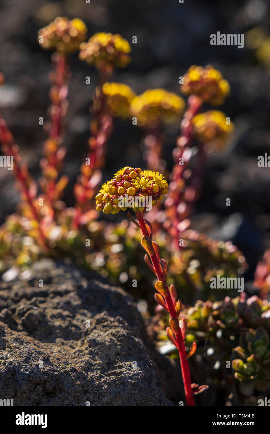 Aeonium spathulatum, flowering in spring on the volcanic soil near to Arguayo, Santiago del Teide, Tenerife, Canary Islands, Spain Stock Photo