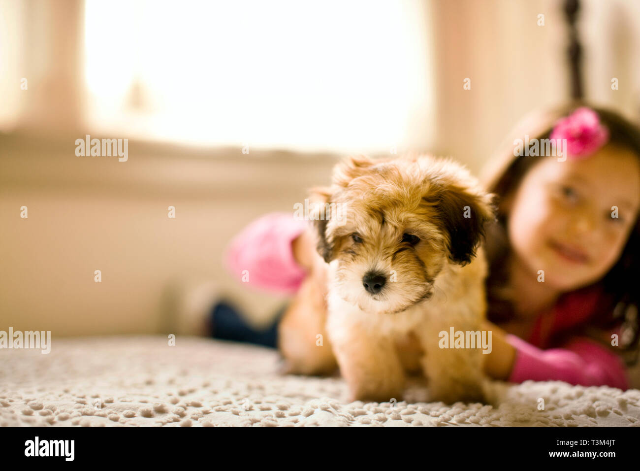 Young girl lying front down on a carpeted floor holds onto a puppy as it tries to walk away as she poses for a portrait. Stock Photo