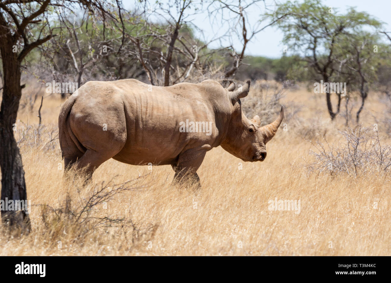An adult White Rhino in Southern African savanna Stock Photo
