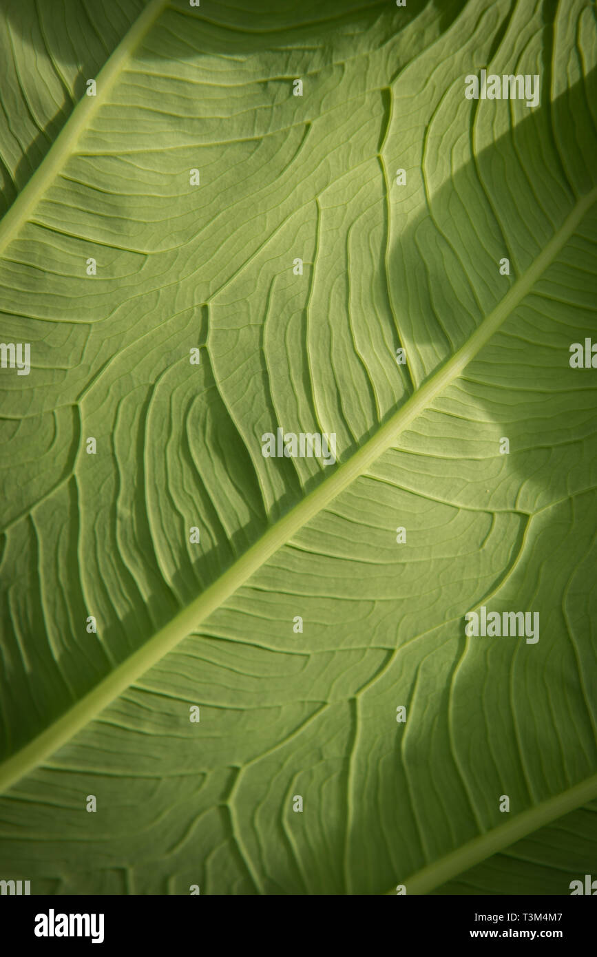 Close up of leaf veins on the elephant ear plant, Pokhara, Nepal Stock Photo