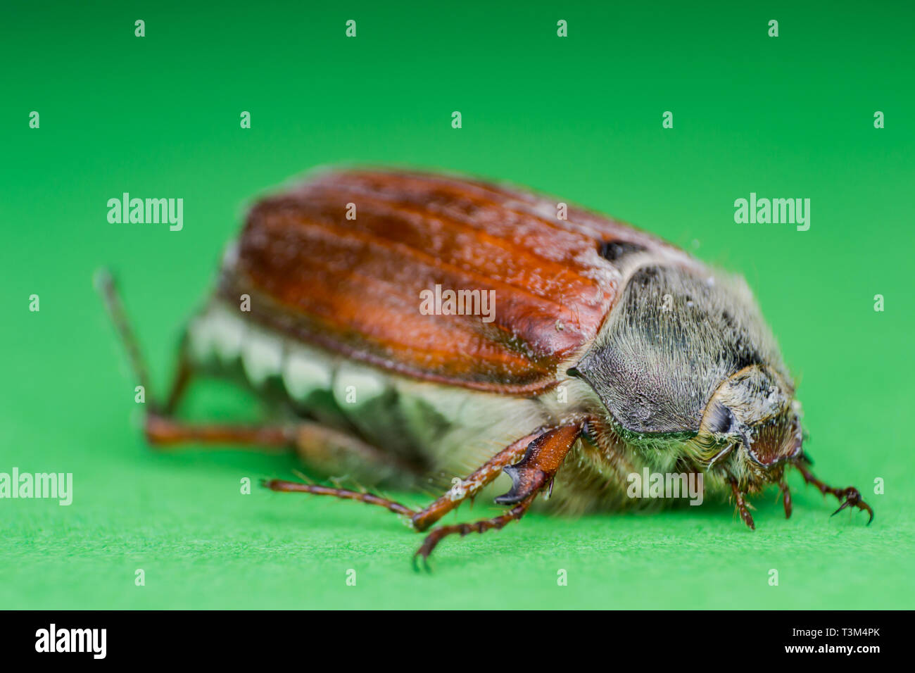Summer chafer or European june beetle, Amphimallon solstitiale Stock Photo