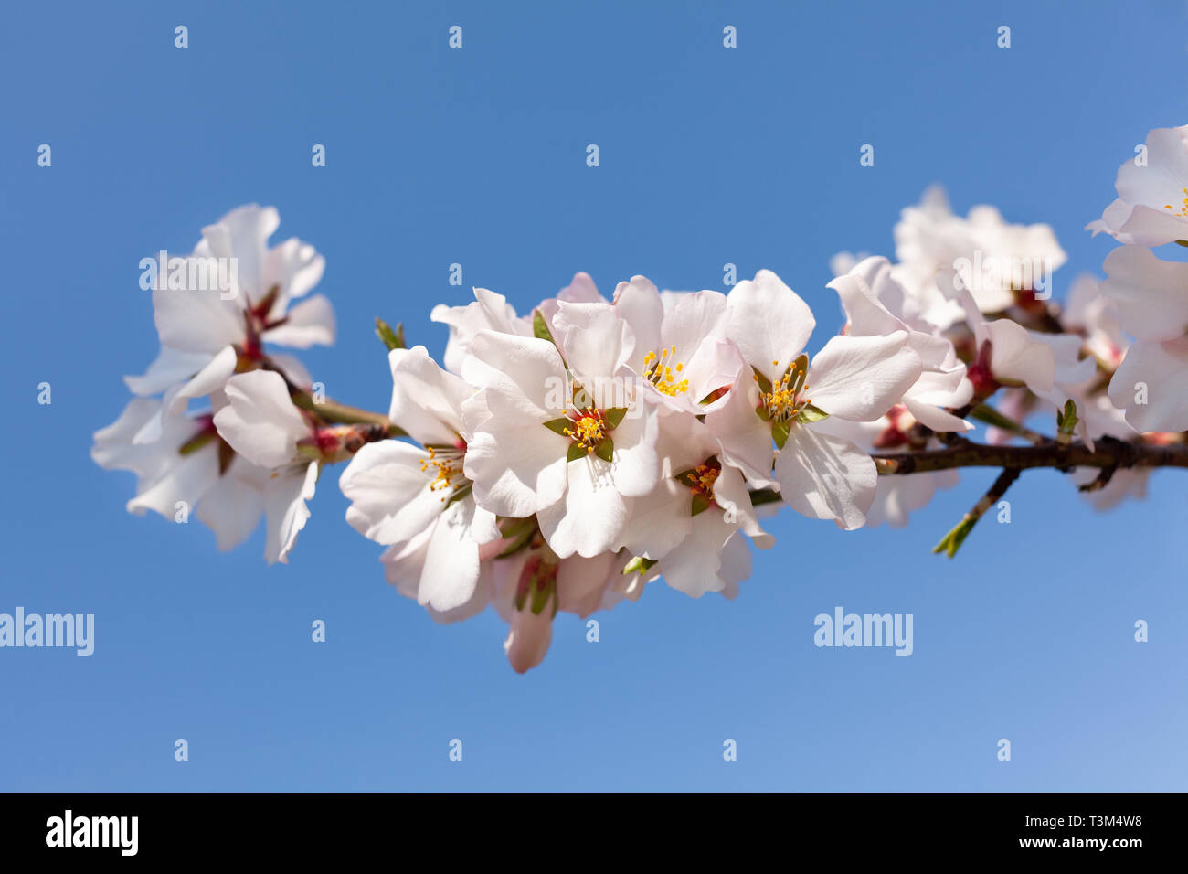 almond blossom on clear sky Stock Photo