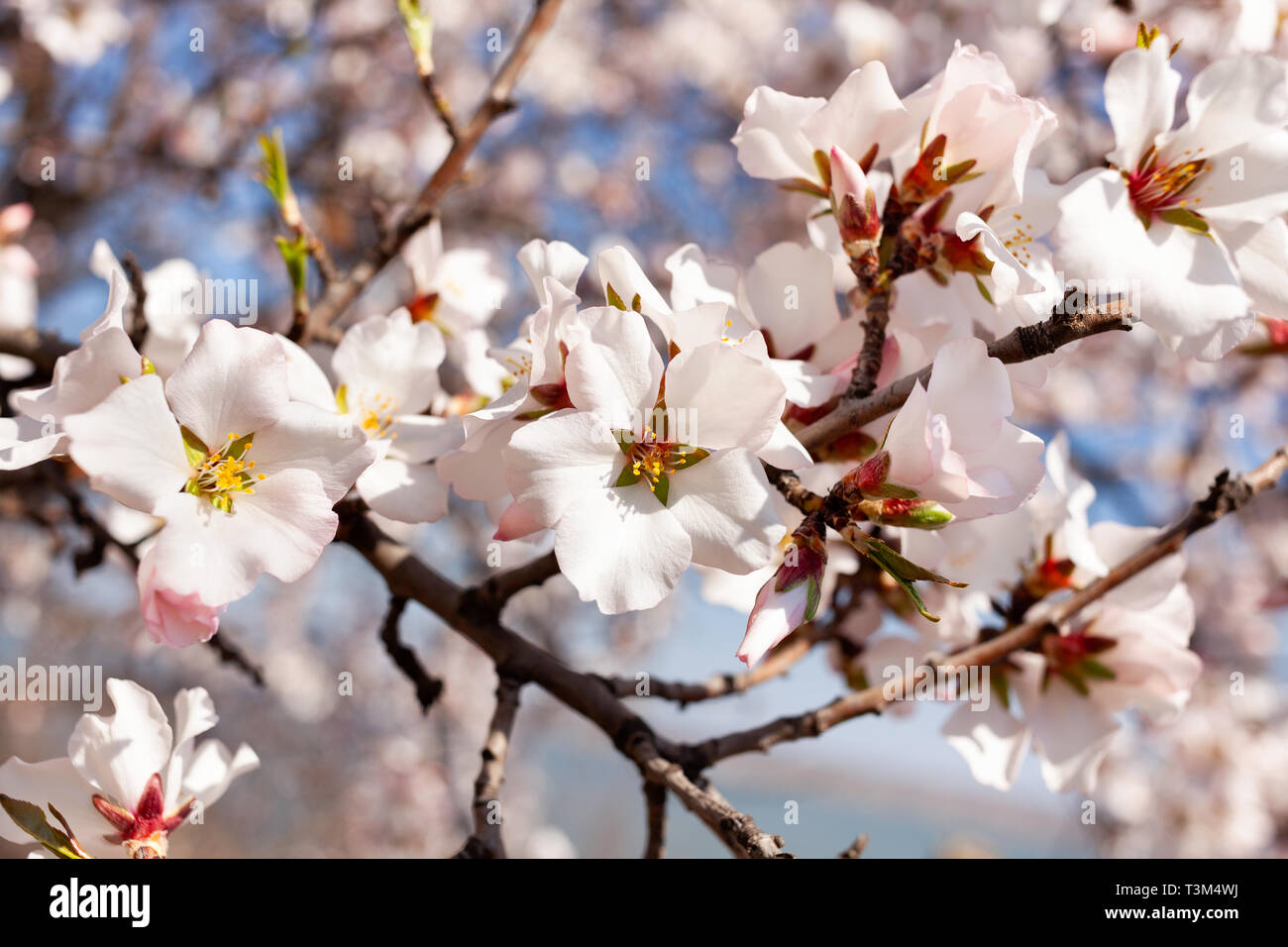 almond blossom Stock Photo