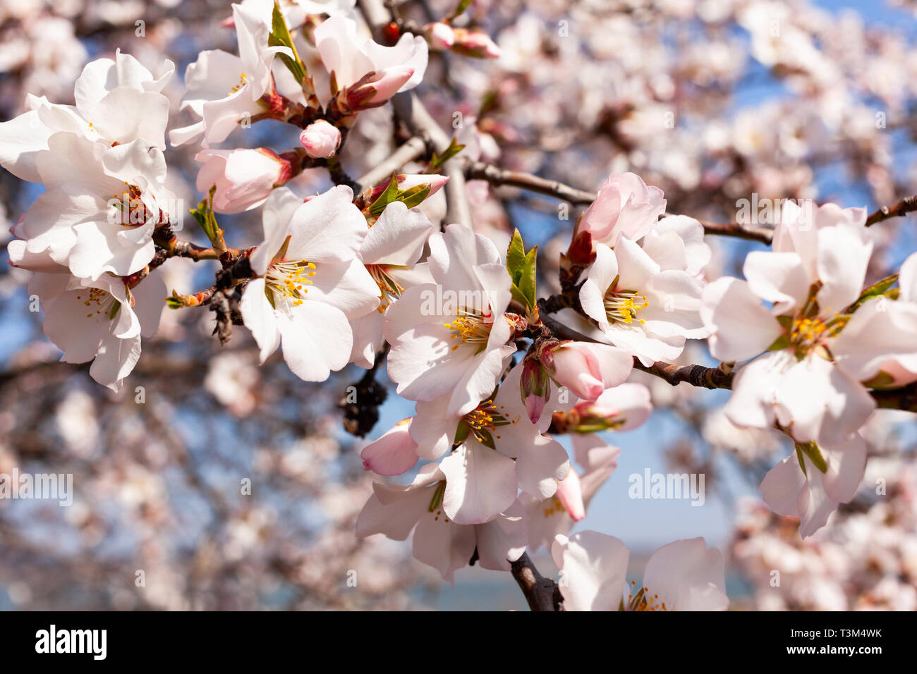 almond blossom Stock Photo