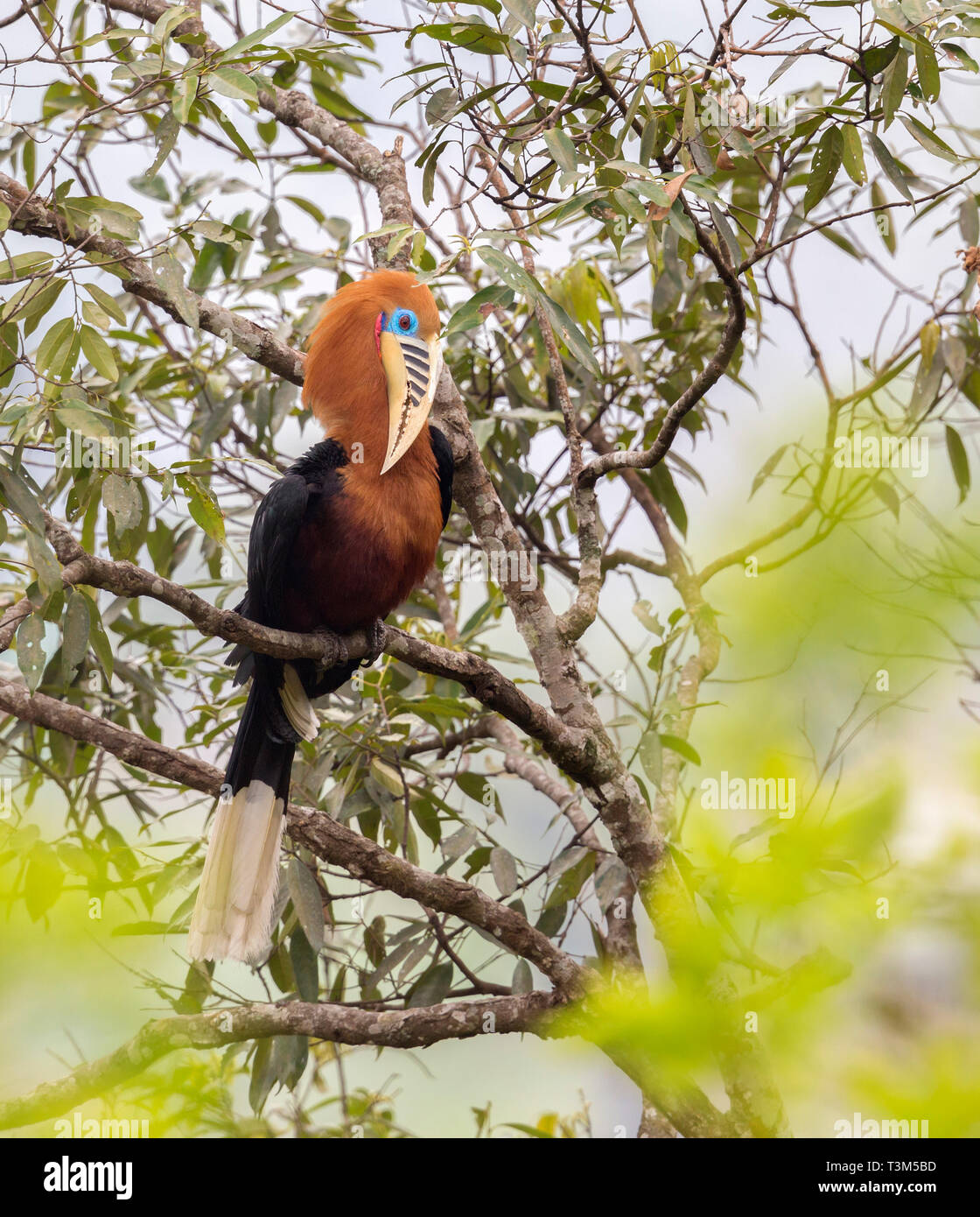 Rufous-necked Hornbill or Aceros nipalensis in eastern Himalaya India Stock Photo