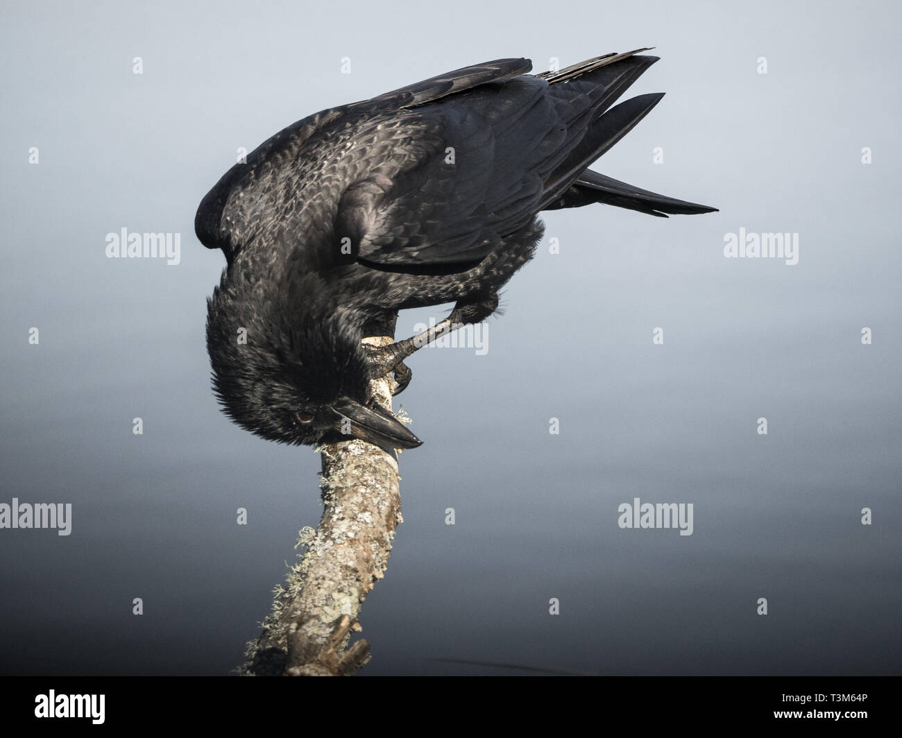 Carrion crow perched above pond, Teifi Marshes, Cardigan, Wales. Stock Photo