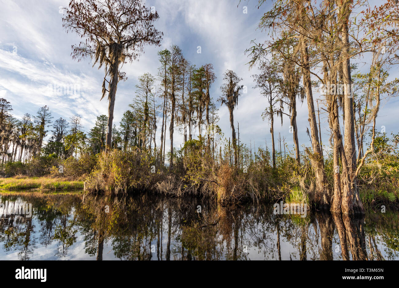 A varied landscape in the Okefenokee swamp on a sunny day, with reflections in the still water. Stock Photo
