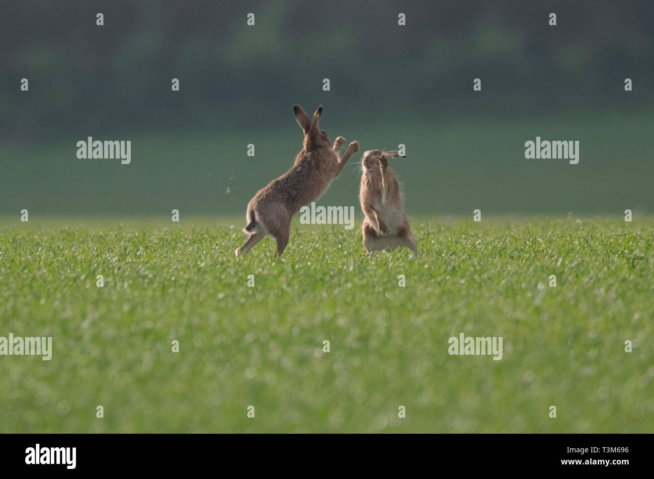 Agriculture lepus hires stock photography and images Alamy