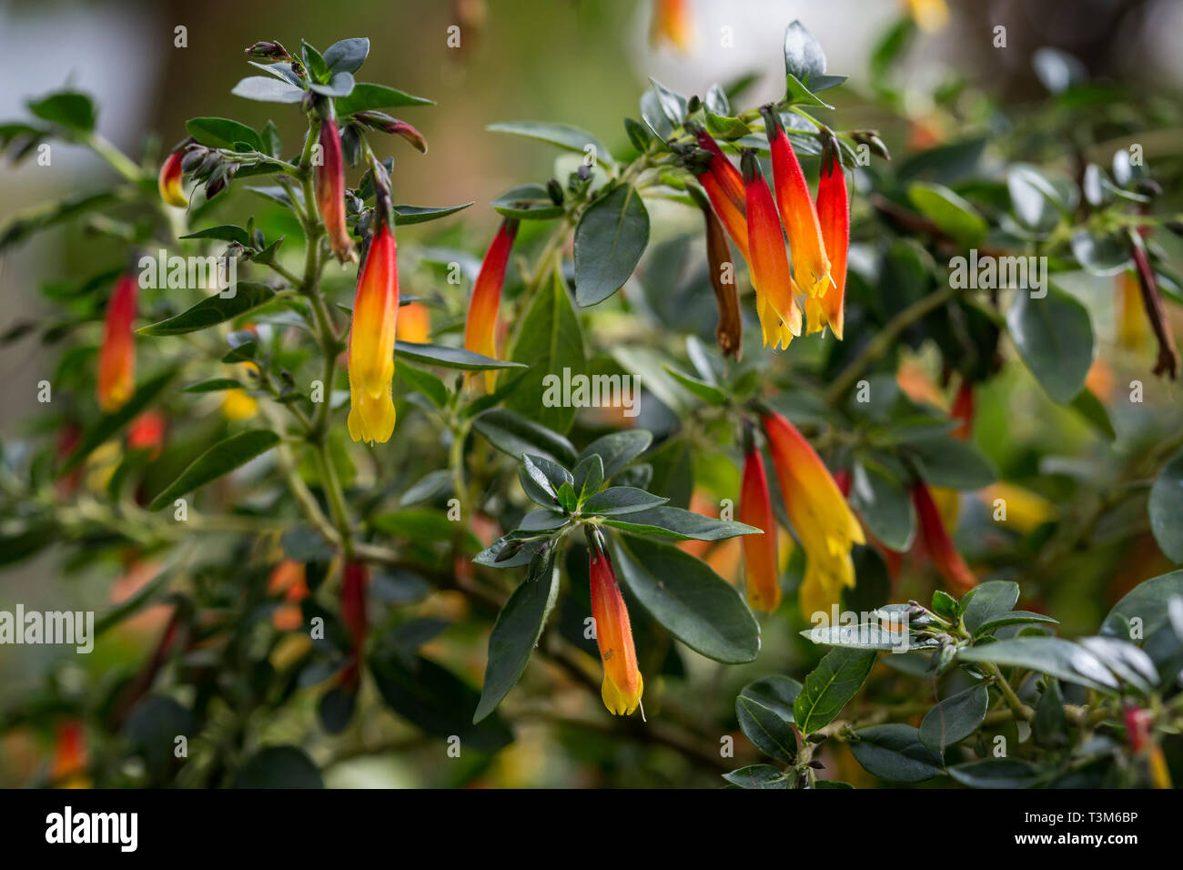 Close-up of Justicia rizzinii or floribunda plant's flowers (common name Brazilian fuchsia). It's a species of flowering plant in family Acanthaceae. Stock Photo