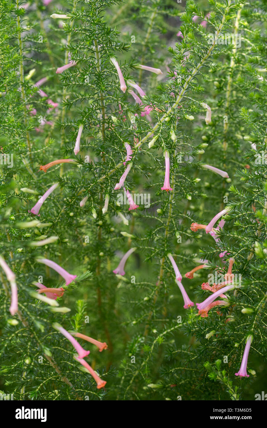 Close-up of a lush Erica curviflora plant (common names are Water