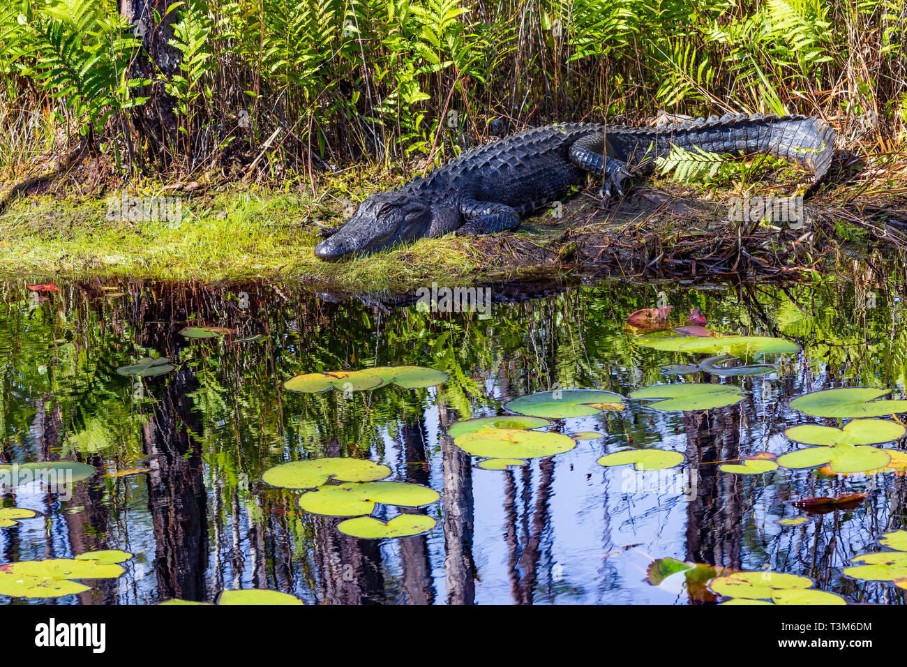 Adult American alligator resting in the sun on bank of Okefenokee swamp, with lily pads in foreground. Stock Photo
