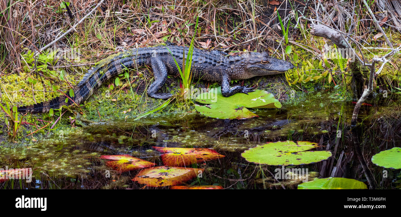 A small American alligator resting on bank, with lily pads in foreground.  Horizontal image. Stock Photo