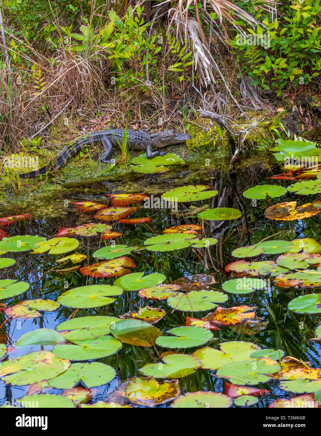 Small American alligator on  bank of okefenokee swamp, with lily pads in foreground.  Vertical image. Stock Photo