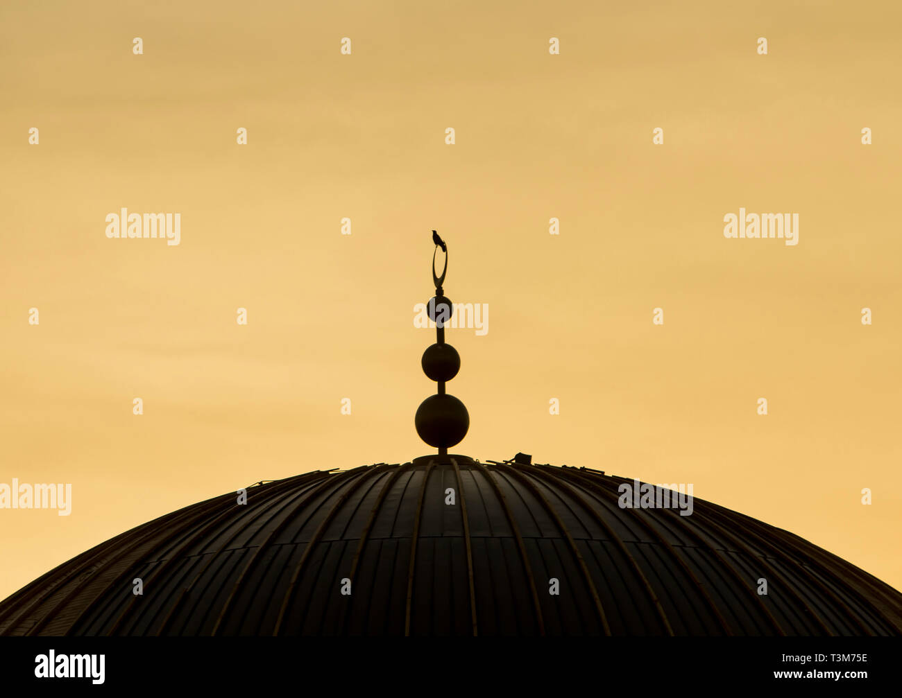 The dome of a mosque under construction visited by a bird under overcast sky. Stock Photo