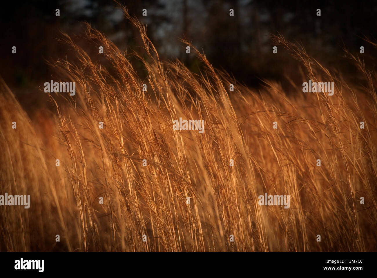 Broom sedge bluestem hires stock photography and images Alamy