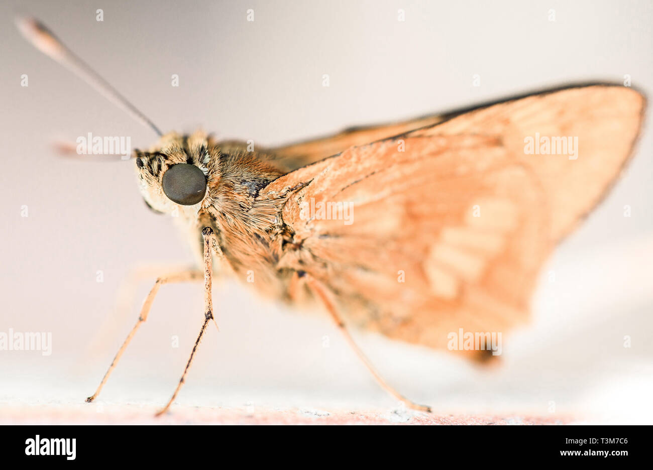 Butterfly in studio lighting macro Stock Photo