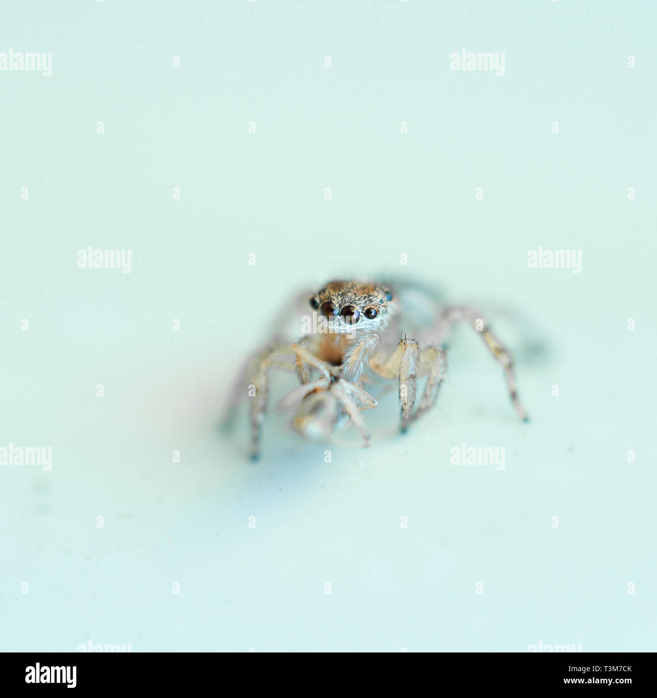 Cute jumping spider plain background Stock Photo