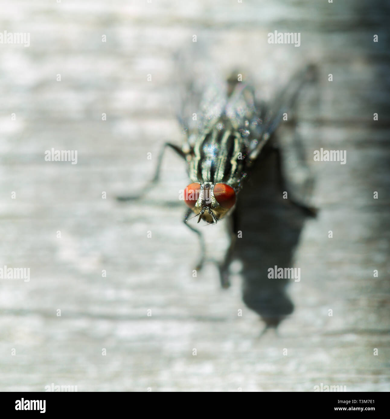 Common housefly red eyes macro Stock Photo