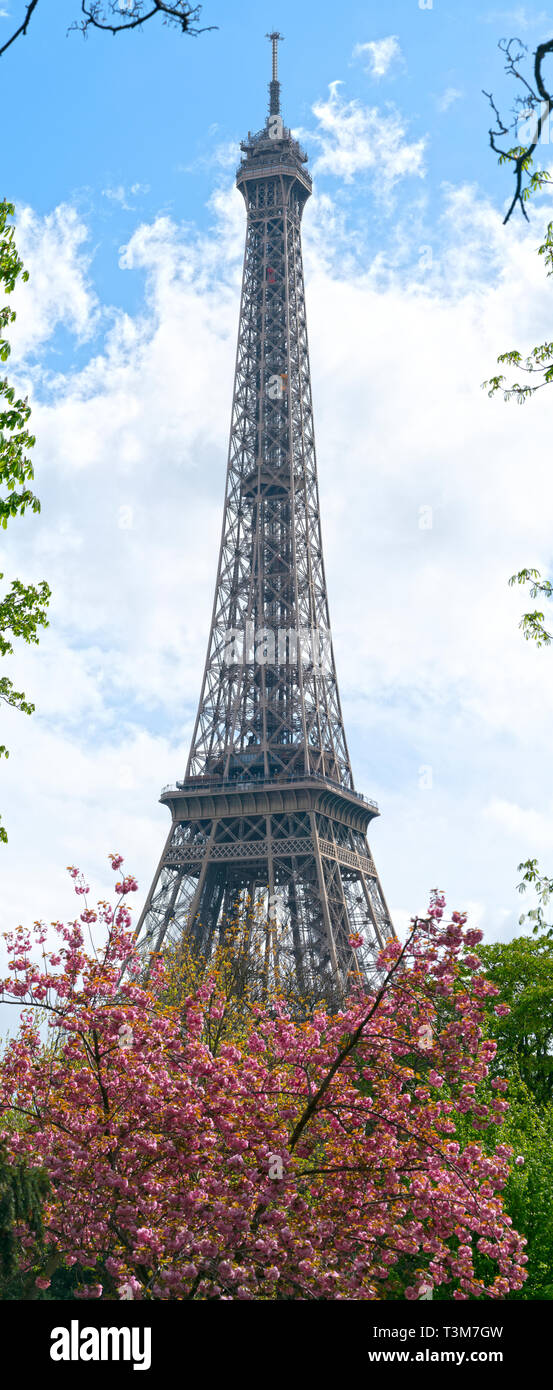 Springtime in Paris. Blossoming cherry trees and Eiffel tower. Focus on the Eiffel tower Stock Photo