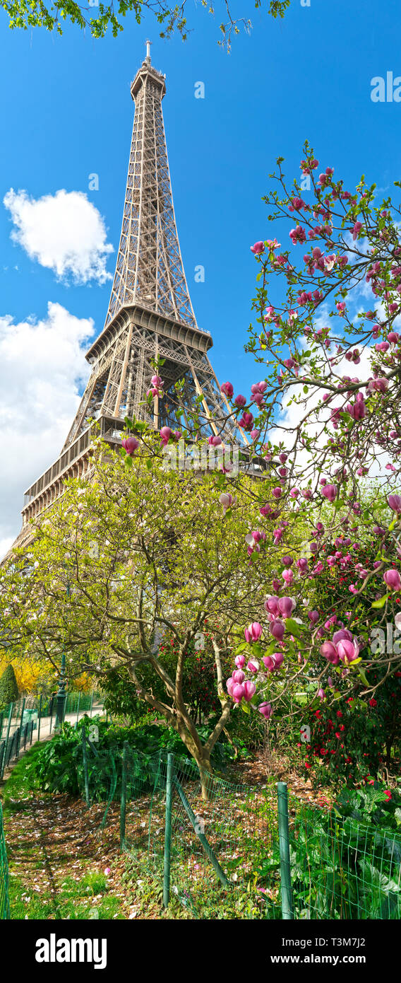 Springtime in Paris. Blossoming pink magnolia and Eiffel tower. Focus on magnolia tree Stock Photo
