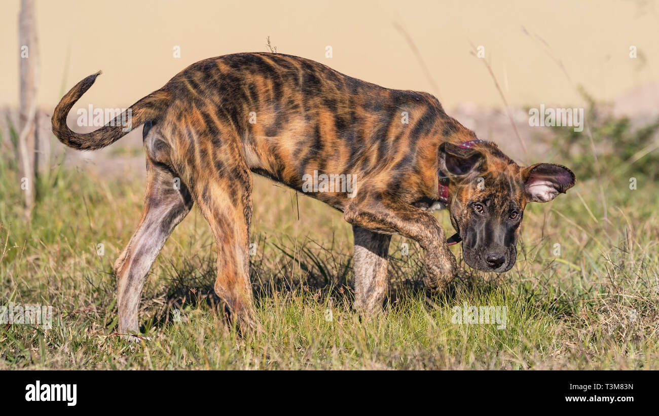 Fila Brasileiro - German Shepherd Mix as a puppy Stock Photo - Alamy
