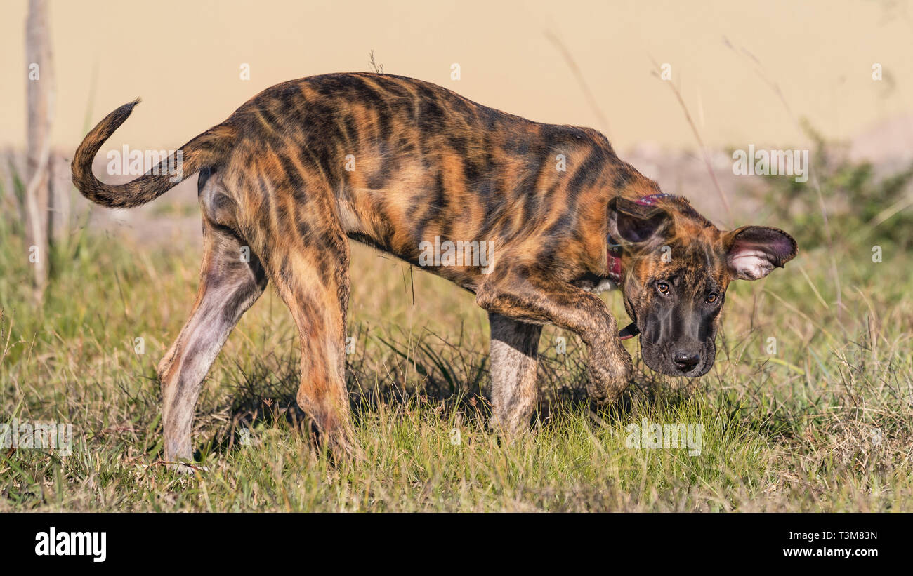 German shepherd puppy with collar hi-res stock photography and images -  Alamy