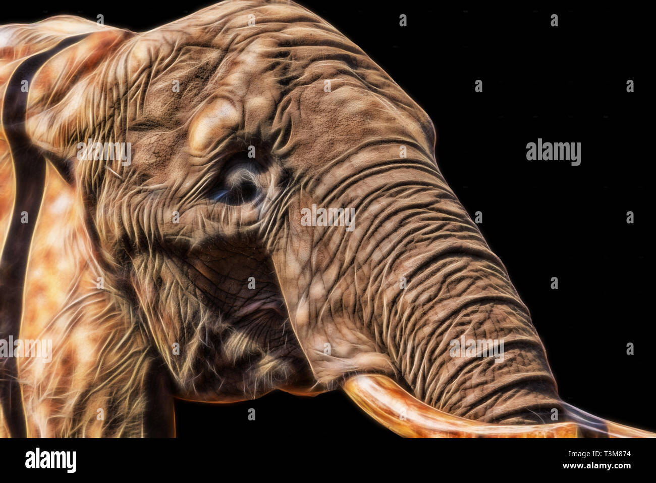 Illustrated elephant on black background Stock Photo