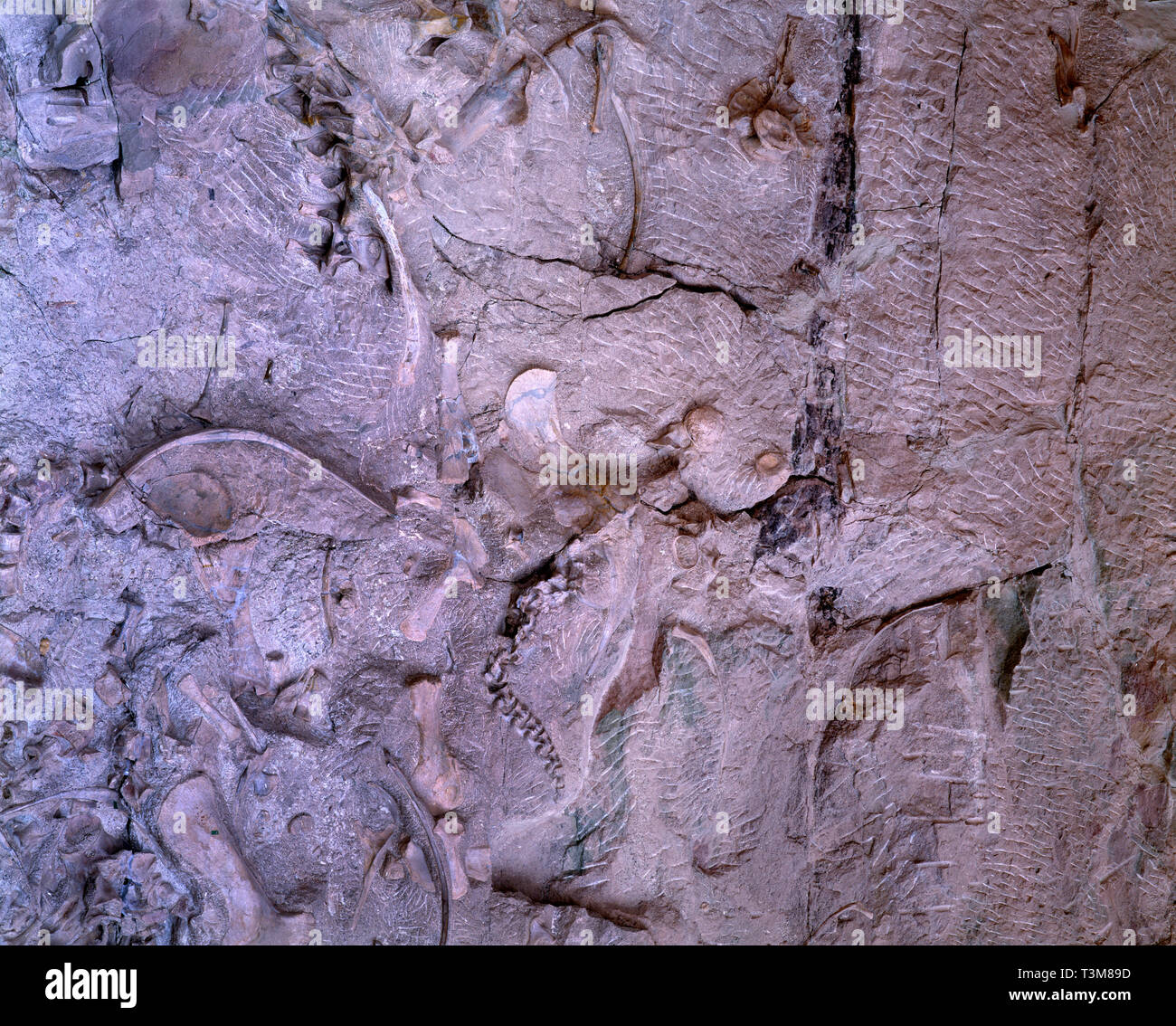 USA, ColoradoUtah border, Dinosaur National Monument, Carnegie