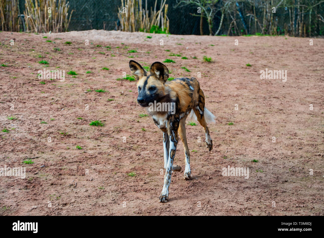Single African Painted Dog at a zoo Stock Photo