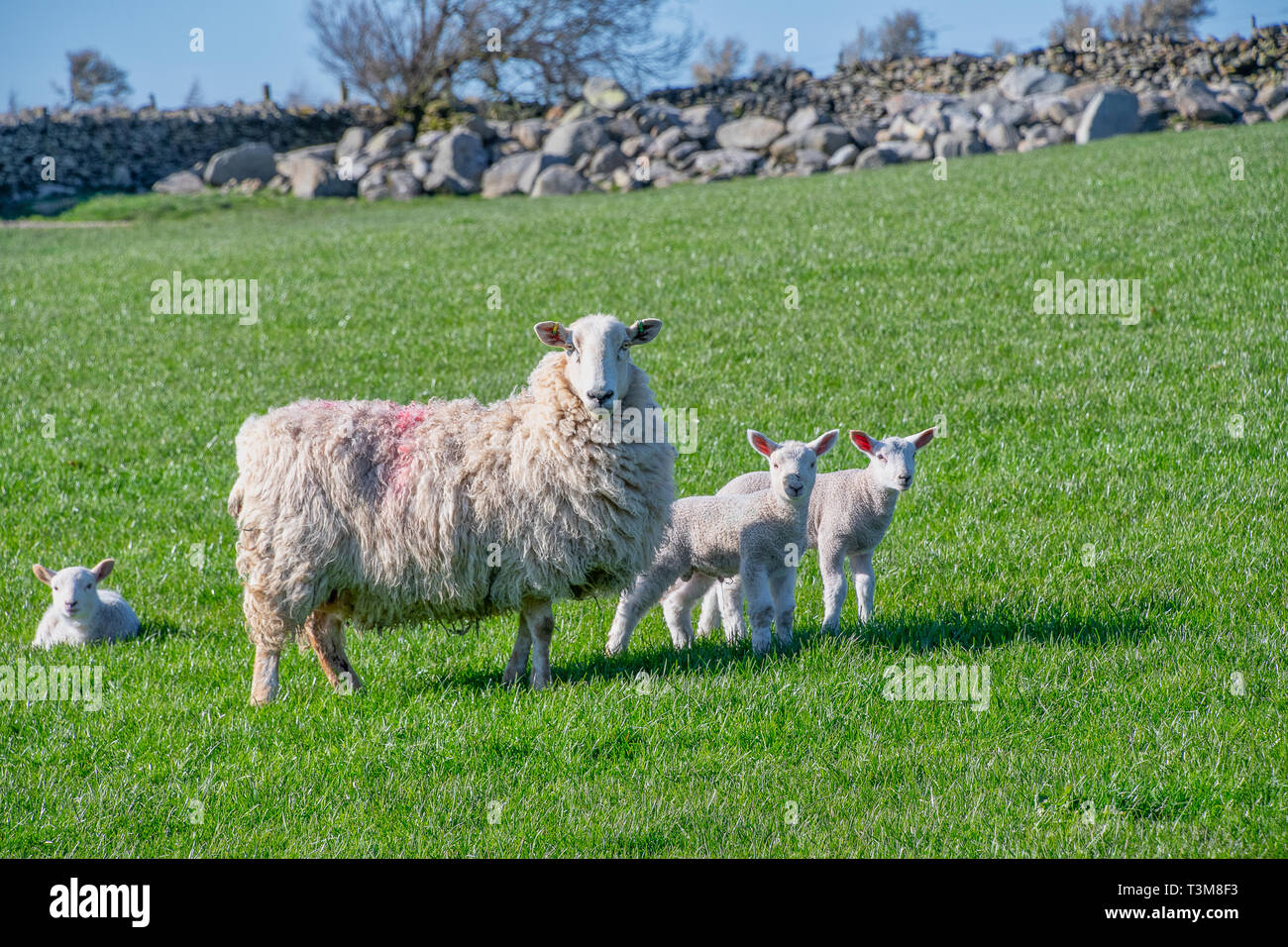 Baby lambs with their mother in a field Stock Photo - Alamy