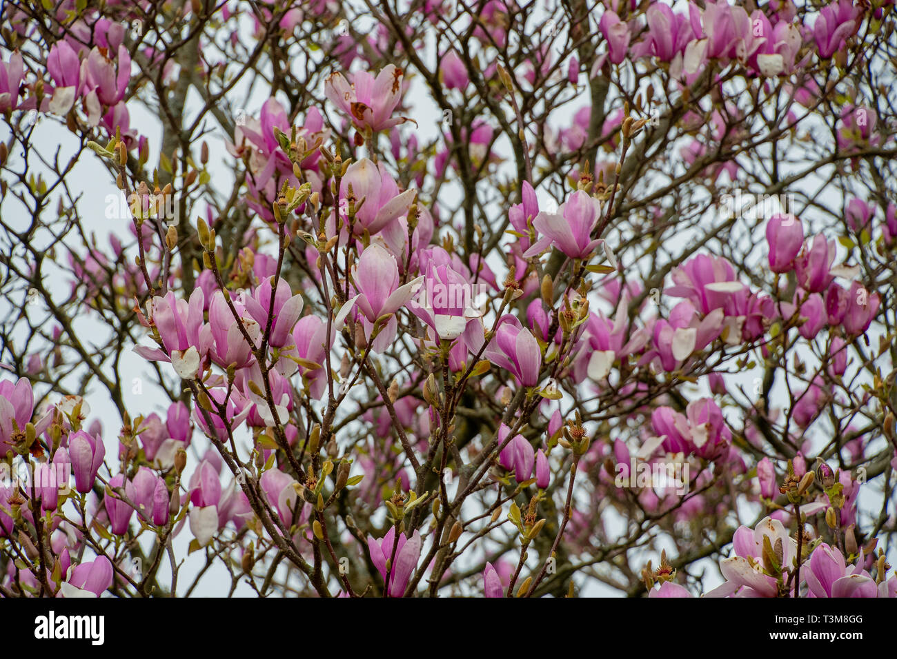 Magnolia tree in bloom hi-res stock photography and images - Alamy